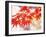 Maple Leaves-null-Framed Photographic Print