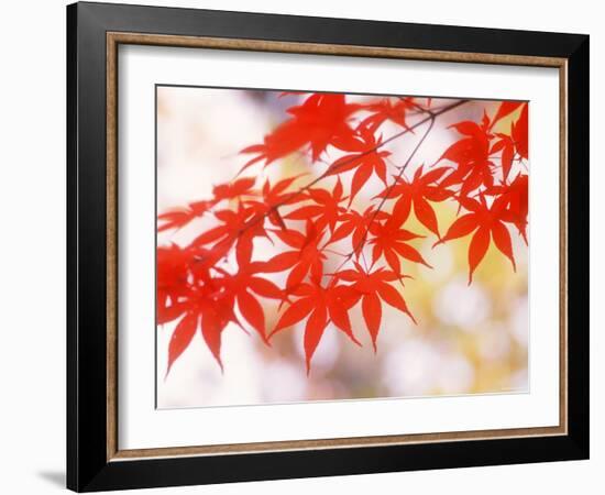 Maple Leaves-null-Framed Photographic Print