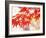 Maple Leaves-null-Framed Photographic Print