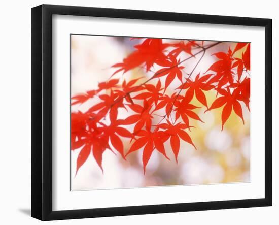 Maple Leaves-null-Framed Photographic Print