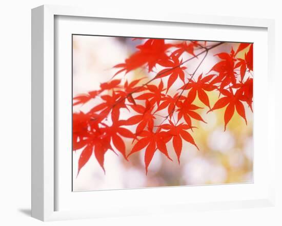 Maple Leaves-null-Framed Photographic Print