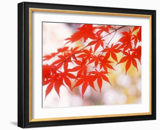 Maple Leaves-null-Framed Photographic Print