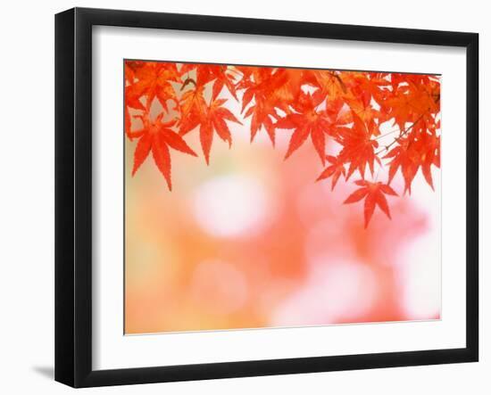 Maple Leaves-null-Framed Photographic Print