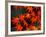 Maple Leaves-null-Framed Photographic Print