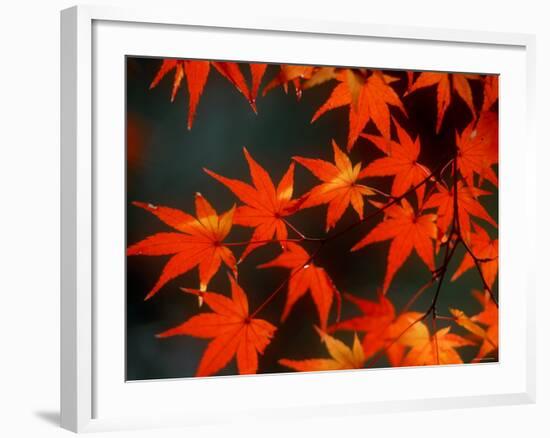 Maple Leaves-null-Framed Photographic Print