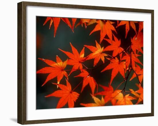 Maple Leaves-null-Framed Photographic Print