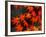 Maple Leaves-null-Framed Photographic Print