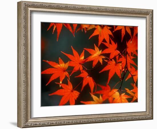 Maple Leaves-null-Framed Photographic Print