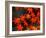 Maple Leaves-null-Framed Photographic Print