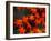 Maple Leaves-null-Framed Photographic Print