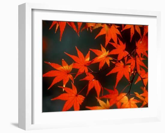 Maple Leaves-null-Framed Photographic Print