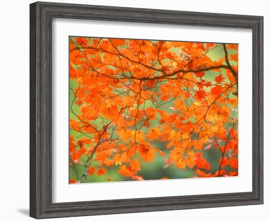 Maple Leaves-null-Framed Photographic Print