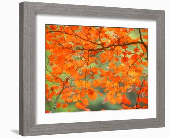 Maple Leaves-null-Framed Photographic Print