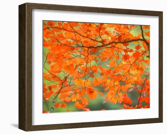 Maple Leaves-null-Framed Photographic Print