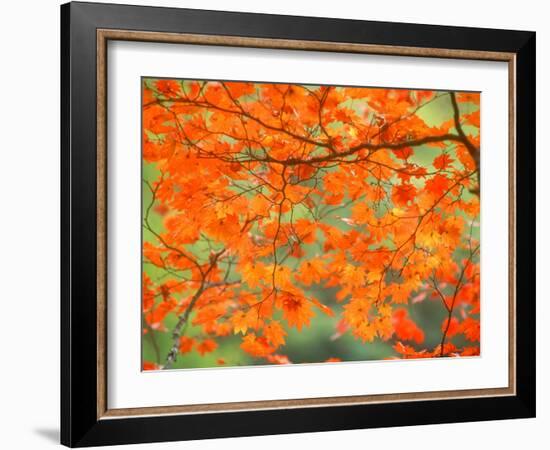 Maple Leaves-null-Framed Photographic Print