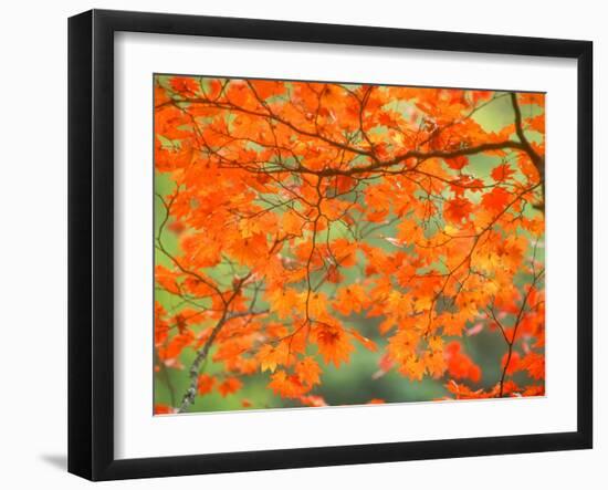 Maple Leaves-null-Framed Photographic Print