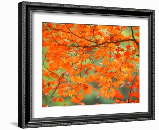 Maple Leaves-null-Framed Photographic Print