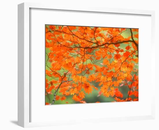 Maple Leaves-null-Framed Photographic Print