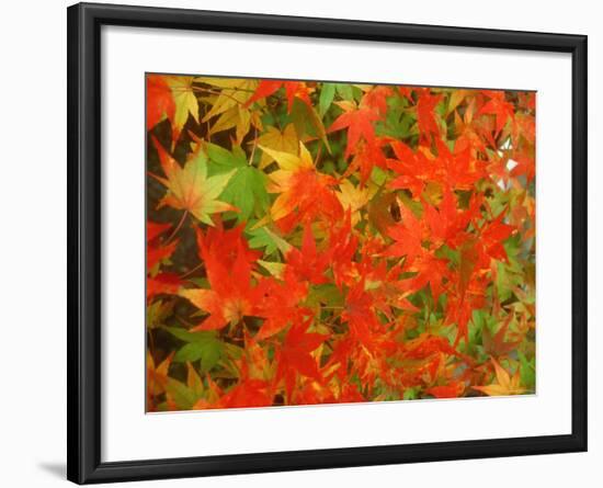 Maple Leaves-null-Framed Photographic Print