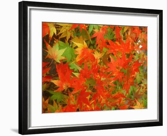 Maple Leaves-null-Framed Photographic Print