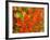 Maple Leaves-null-Framed Photographic Print