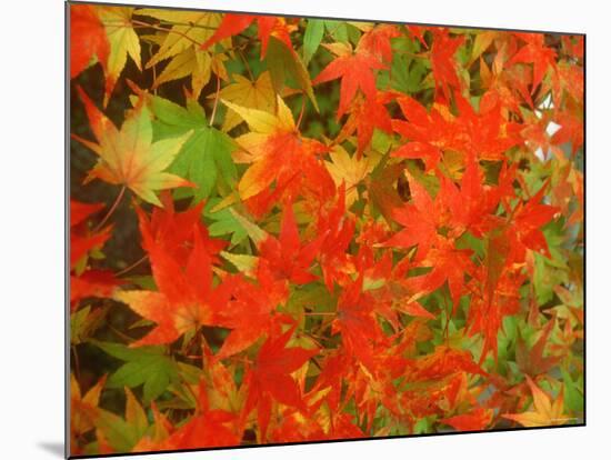 Maple Leaves-null-Mounted Photographic Print