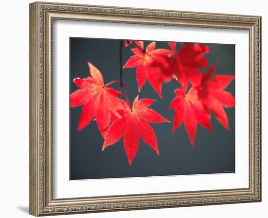 Maple Leaves-null-Framed Photographic Print