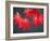 Maple Leaves-null-Framed Photographic Print