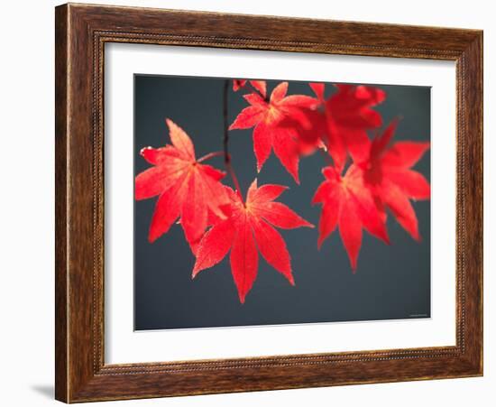 Maple Leaves-null-Framed Photographic Print