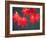 Maple Leaves-null-Framed Photographic Print