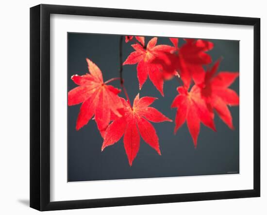 Maple Leaves-null-Framed Photographic Print