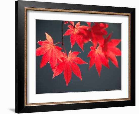 Maple Leaves-null-Framed Photographic Print