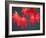 Maple Leaves-null-Framed Photographic Print