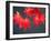 Maple Leaves-null-Framed Photographic Print