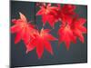 Maple Leaves-null-Mounted Photographic Print