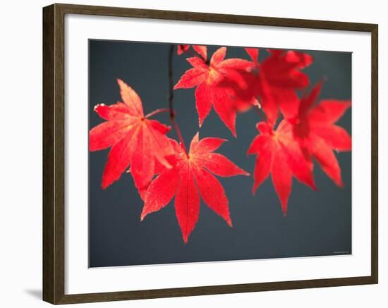 Maple Leaves-null-Framed Photographic Print