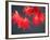 Maple Leaves-null-Framed Photographic Print