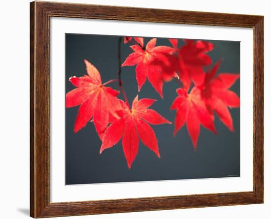 Maple Leaves-null-Framed Photographic Print