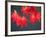 Maple Leaves-null-Framed Photographic Print