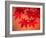 Maple Leaves-null-Framed Photographic Print