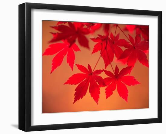 Maple Leaves-null-Framed Photographic Print