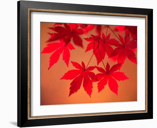 Maple Leaves-null-Framed Photographic Print