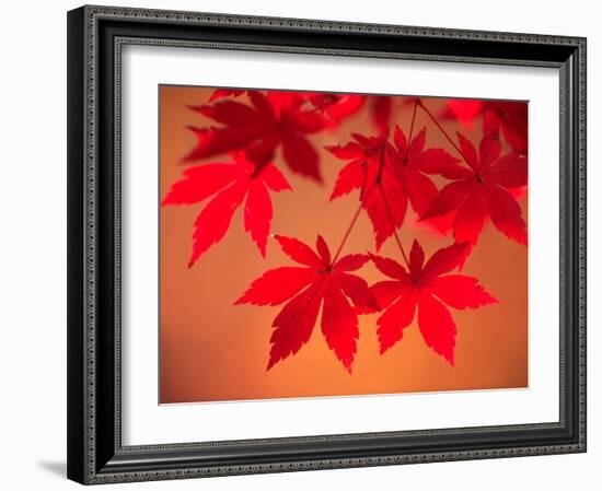 Maple Leaves-null-Framed Photographic Print