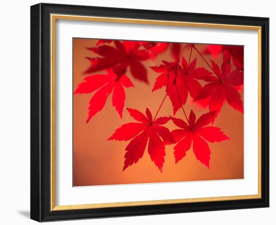 Maple Leaves-null-Framed Photographic Print