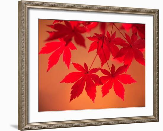 Maple Leaves-null-Framed Photographic Print