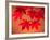 Maple Leaves-null-Framed Photographic Print