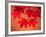 Maple Leaves-null-Framed Photographic Print