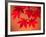 Maple Leaves-null-Framed Photographic Print