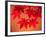 Maple Leaves-null-Framed Photographic Print