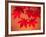 Maple Leaves-null-Framed Photographic Print